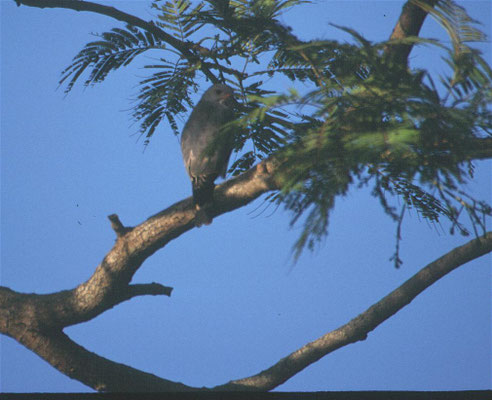 Kaupifalco monogrammicus - Lizard Buzzard