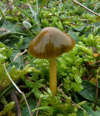 Hygrocybe psittacina - Papegaaizwammetje