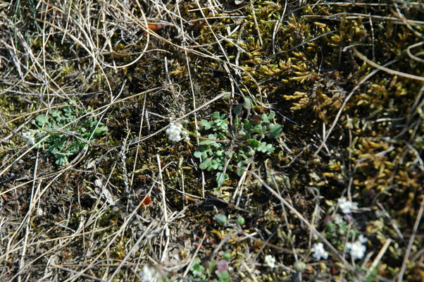 Teesdalia nudicaulis - Klein tasjeskruid