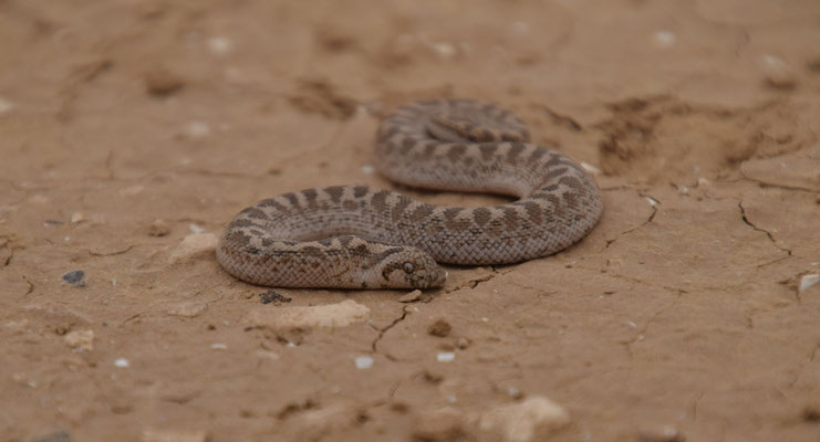 Zandboa