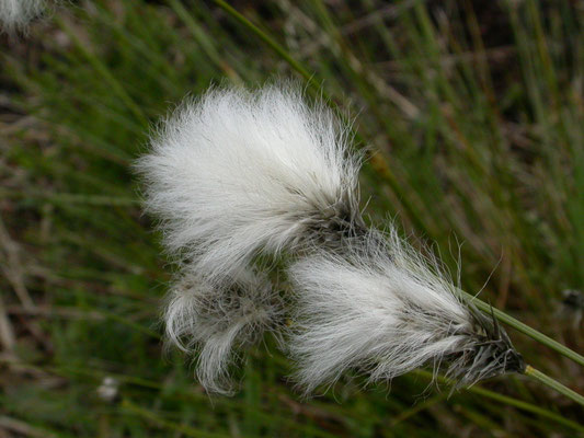 Eriophorum vaginatum - Eenarig wollegras