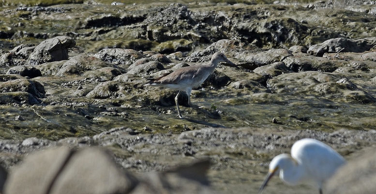 Willet