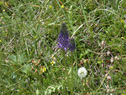 Phyteuma betonicifolium