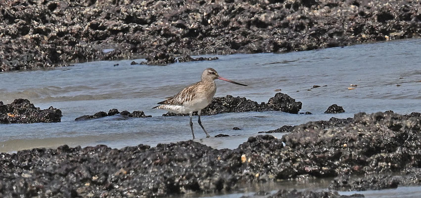 Limosa lapponica - Bar-tailed Godwit