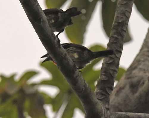 Black-spotted Barbet