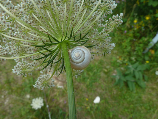 Grote Karthuizerslak