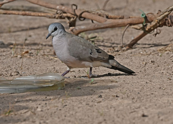 Turtur abyssinicus - Black-billed Wood-Dove