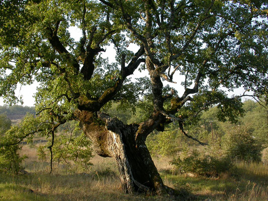 Quercus pubescens - Donzige eik