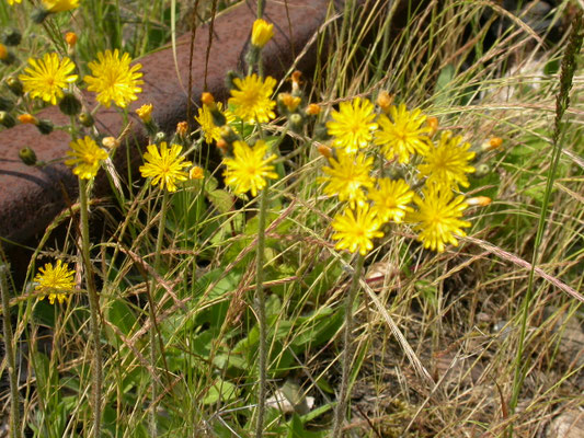 Hieracium praealtum - Grijs havikskruid