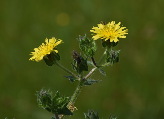 Glebionis coronaria - Gekroonde ganzenbloem