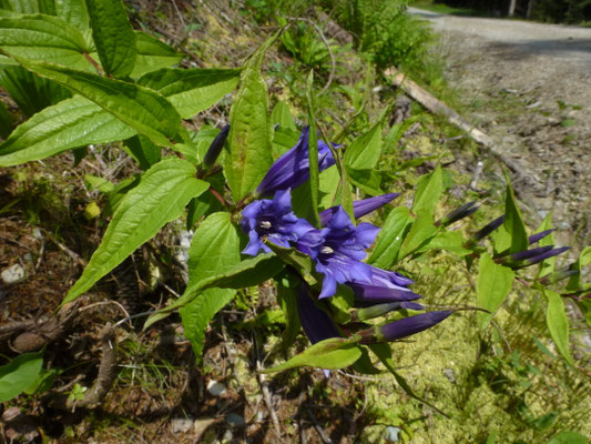 Gentiana asclepiadea - Zijdeplantgentiaan
