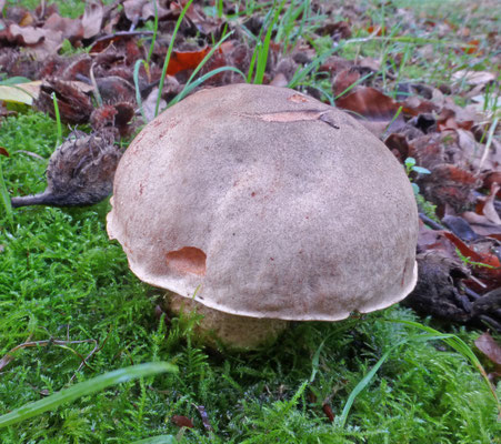 Boletus impolitus