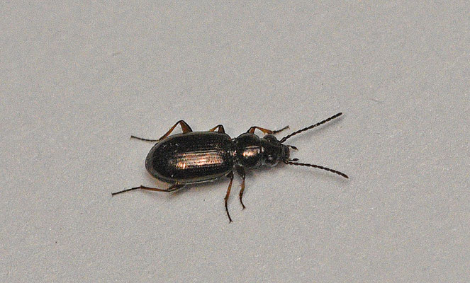 Bembidion spec