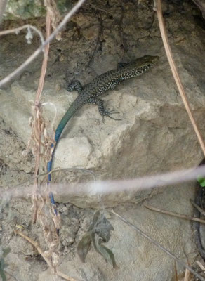 Hellenolacerta graeca