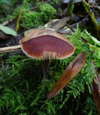 Levertraanzwam