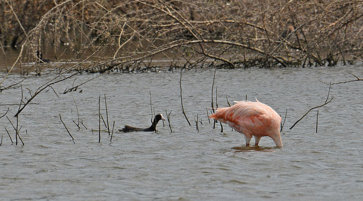 Caribbean Coot met Rode Flamingo