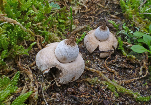 Geastrum elegans-Bruine aardster