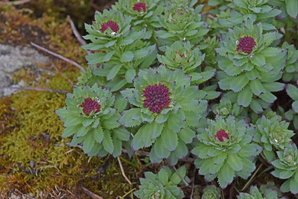 Zeeuws knoopje (Astrantia major)