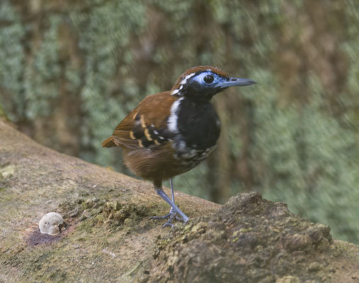 Ferruginous-backed Antbird