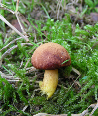 Chalciporus piperatus - Peperboleet