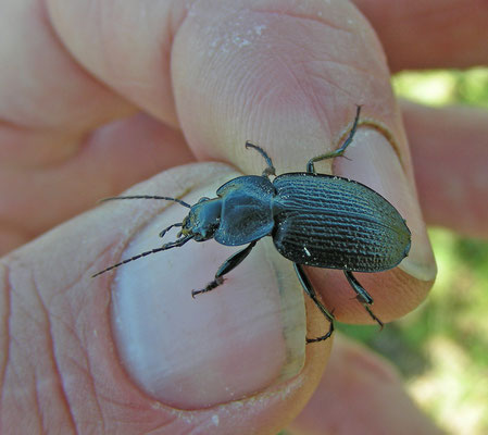 Licinus punctulatus
