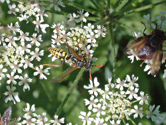 Polistes dominula - Franse veldwesp