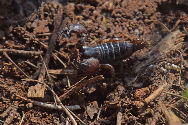 Scorpio maurus fuscus