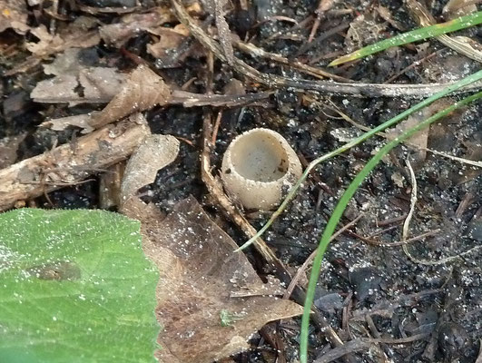 Tarzetta catinatus - Gekarteld leemkelkje