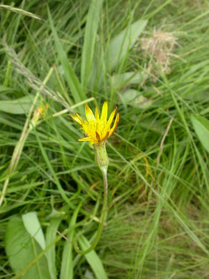 Scorzonera humilis - Kleine schorseneer