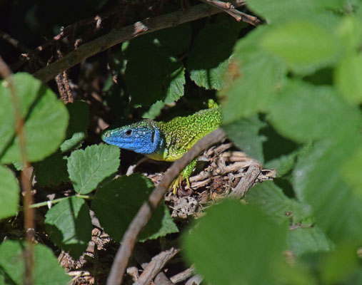 Westelijke smaragdhagedis (Lacerta bilineata)