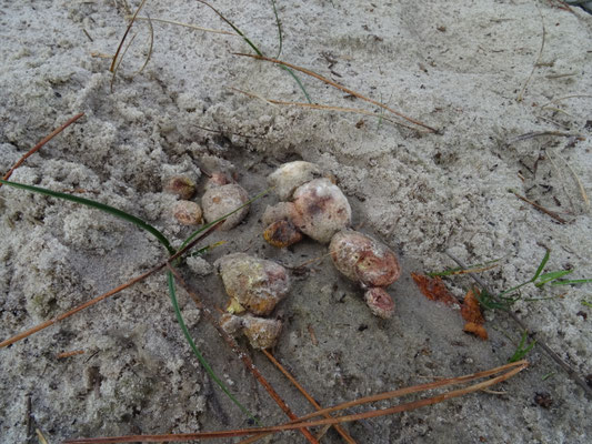 Rhizopogon luteorubescens  - Geelroze vezeltruffel