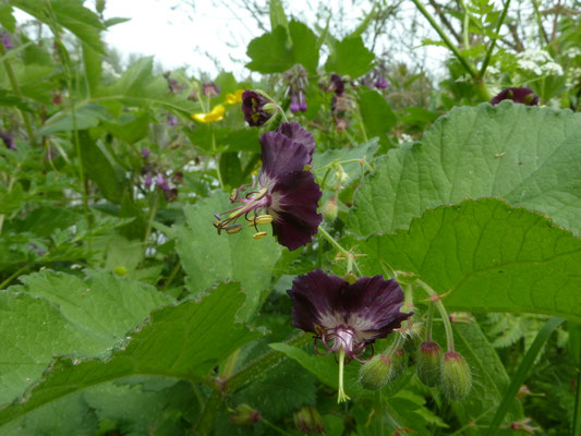 Geranium phaeum -  Donkere ooievaarsbek