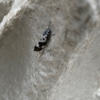 Ethmia quadrillella - Kleine zwartwitmot