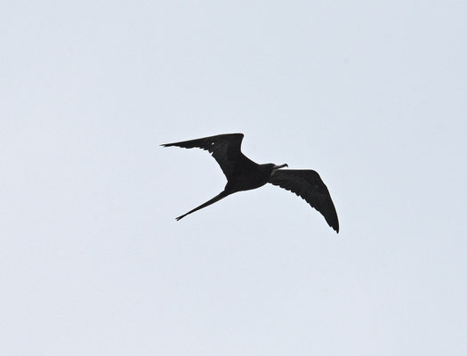 Amerikaanse Fregatvogel