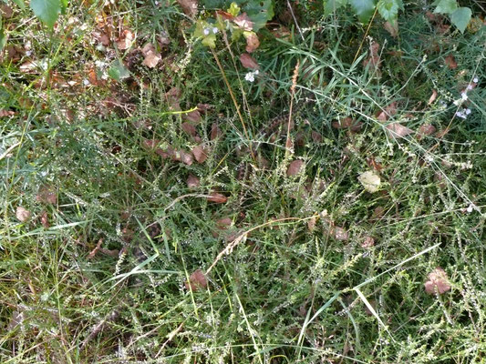 Adder
