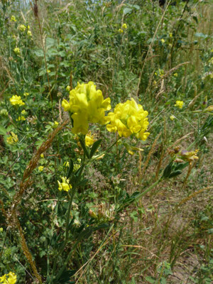 Medicago sativa falcata - Sikkelklaver