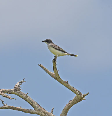 Eastern Kingbird