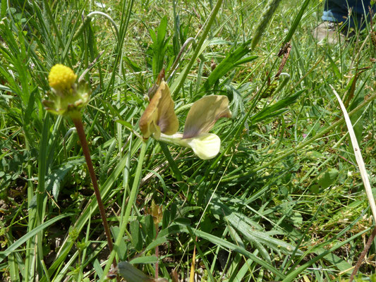 Vicia lutea - Gele wikke