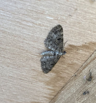 Eupithecia tantillaria - Fijnspardwergspanner