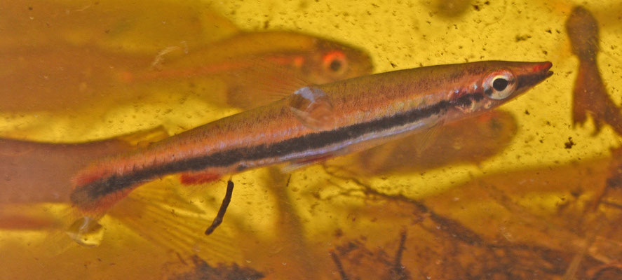 Nannostomus harrisoni