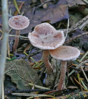 Inocybe jacobi  Vals poedersteeltje (mogelijk)