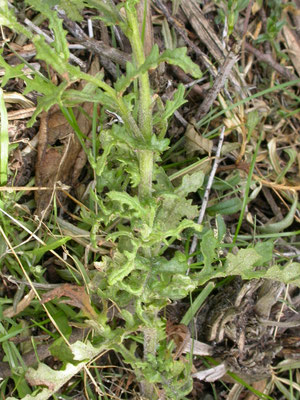 Senecio sylvaticus - Boskruiskruid