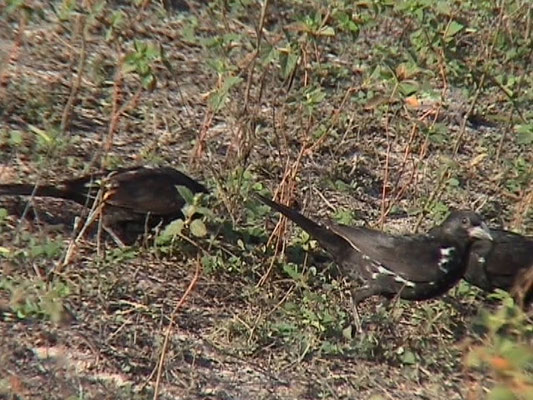 White-billed Buffalo Weaver