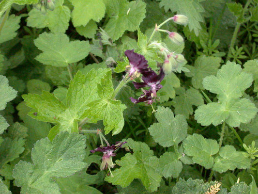 Geranium phaeum -  Donkere ooievaarsbek