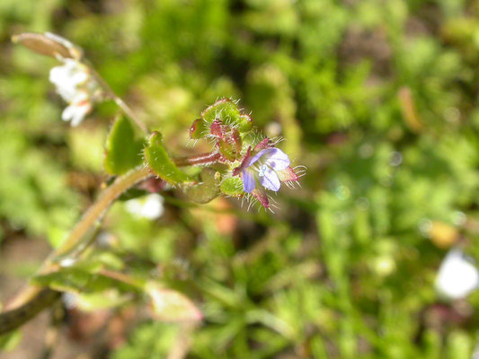 Veronica hederifolia hederifolia - Akker-klimopereprijs