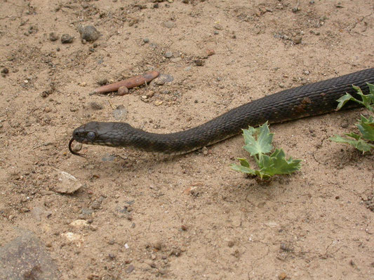 dobbelsteenslang (Natrix tesselata)