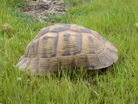 Moorse landschildpad