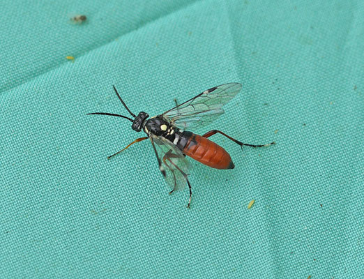 Tenthredopsis spec