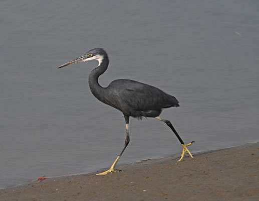 Egretta gularis - Western Reef-Egret