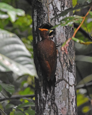 Chestnut Woodpecker, female